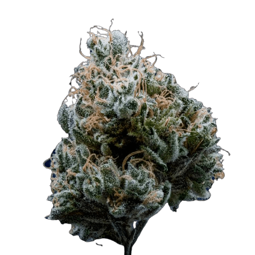 Kusala Care Flower